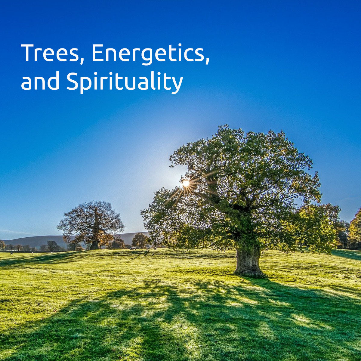 Trees, Energetics and Spirituality Online Class